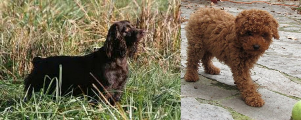 Toy Poodle vs Boykin Spaniel - Breed Comparison