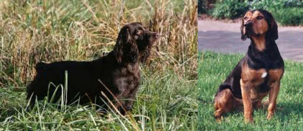 Tyrolean Hound vs Boykin Spaniel - Breed Comparison