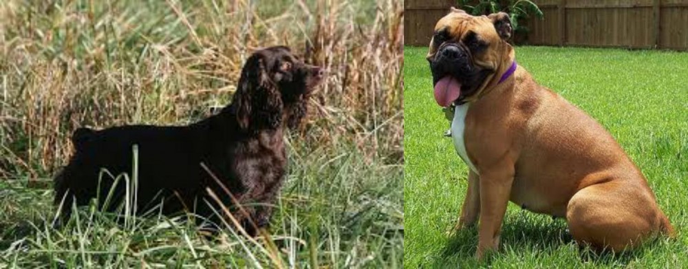 Valley Bulldog vs Boykin Spaniel - Breed Comparison