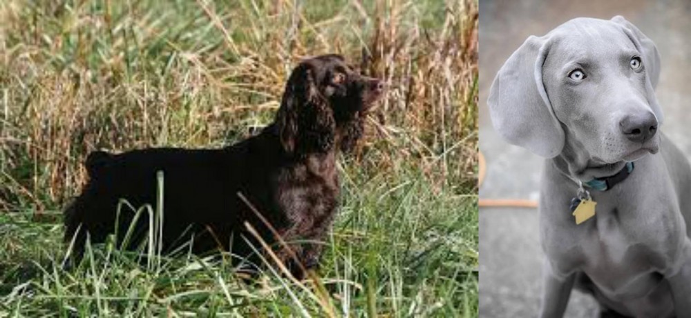 Weimaraner vs Boykin Spaniel - Breed Comparison