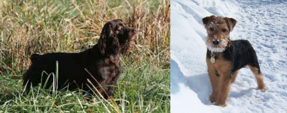 Welsh Terrier vs Boykin Spaniel - Breed Comparison