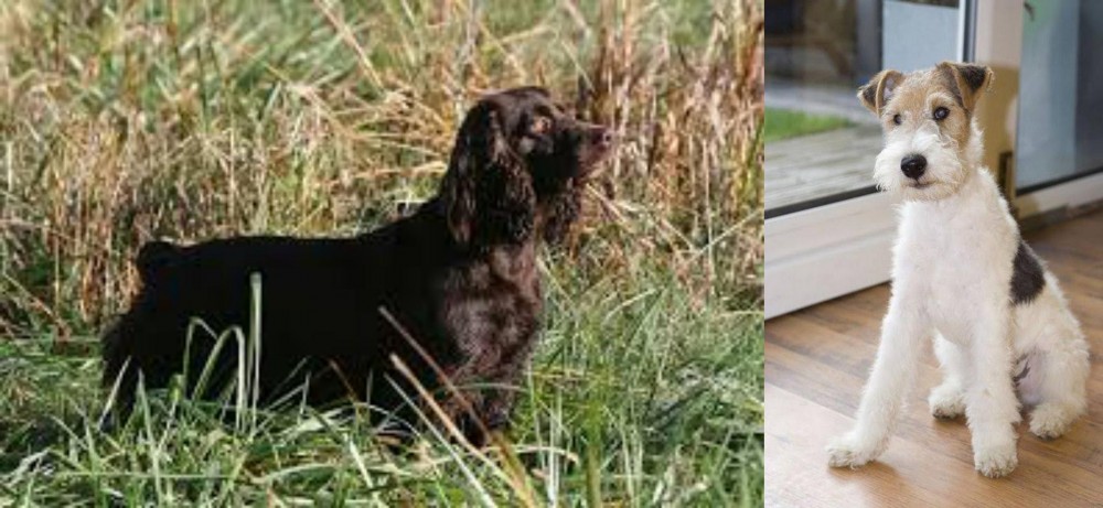 Wire Fox Terrier vs Boykin Spaniel - Breed Comparison