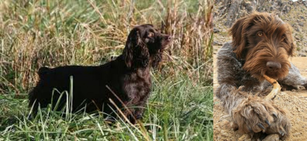 Wirehaired Pointing Griffon vs Boykin Spaniel - Breed Comparison