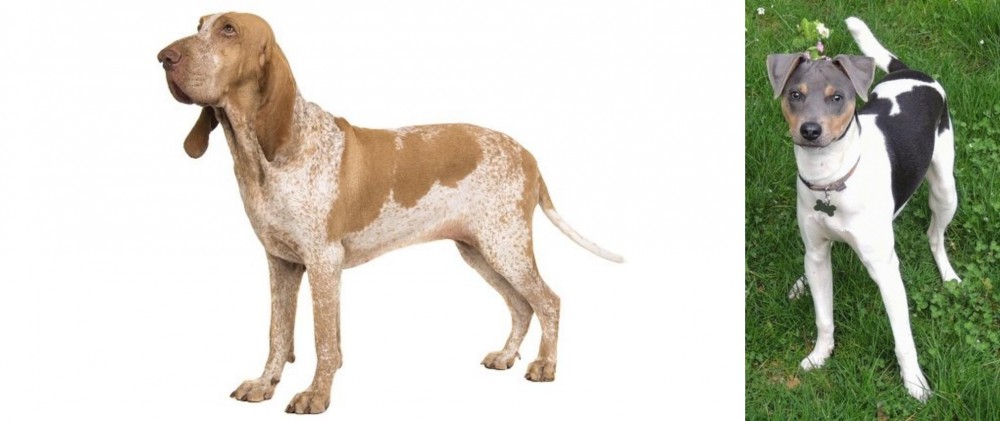 Brazilian Terrier vs Bracco Italiano - Breed Comparison