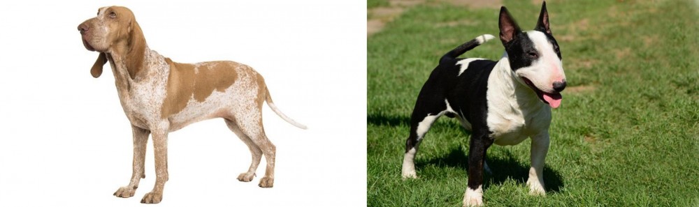 Bull Terrier Miniature vs Bracco Italiano - Breed Comparison