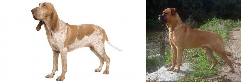 Bullmastiff vs Bracco Italiano - Breed Comparison
