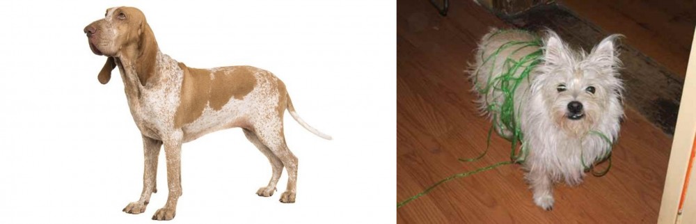 Cairland Terrier vs Bracco Italiano - Breed Comparison