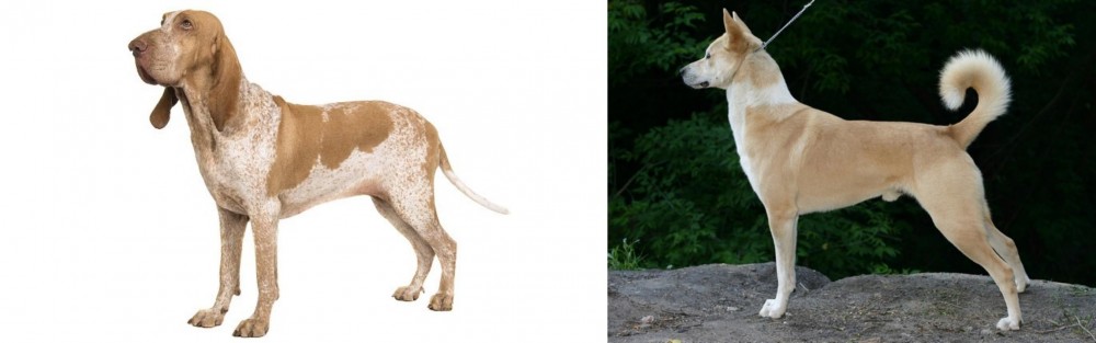 Canaan Dog vs Bracco Italiano - Breed Comparison
