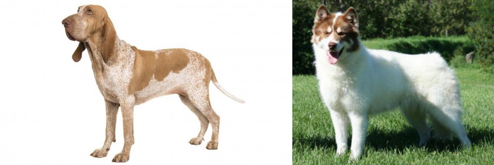 Canadian Eskimo Dog vs Bracco Italiano - Breed Comparison