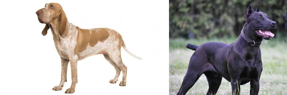 Canis Panther vs Bracco Italiano - Breed Comparison
