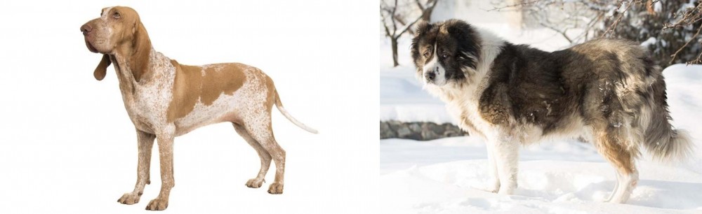 Caucasian Shepherd vs Bracco Italiano - Breed Comparison