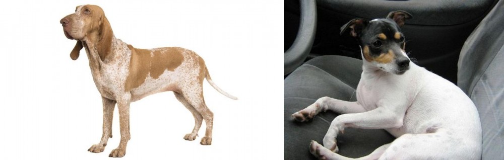 Chilean Fox Terrier vs Bracco Italiano - Breed Comparison