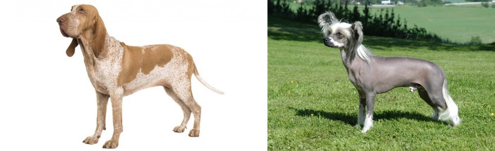 Chinese Crested Dog vs Bracco Italiano - Breed Comparison