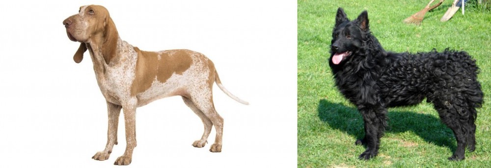 Croatian Sheepdog vs Bracco Italiano - Breed Comparison