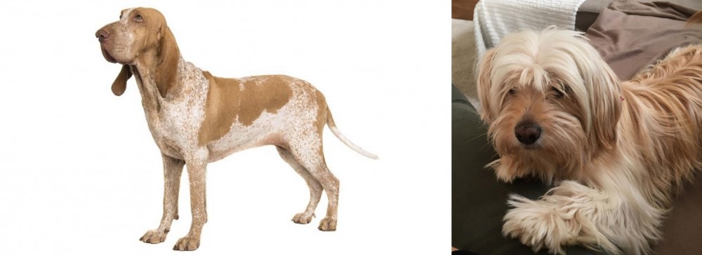 Cyprus Poodle vs Bracco Italiano - Breed Comparison