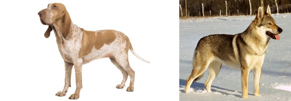Czechoslovakian Wolfdog vs Bracco Italiano - Breed Comparison