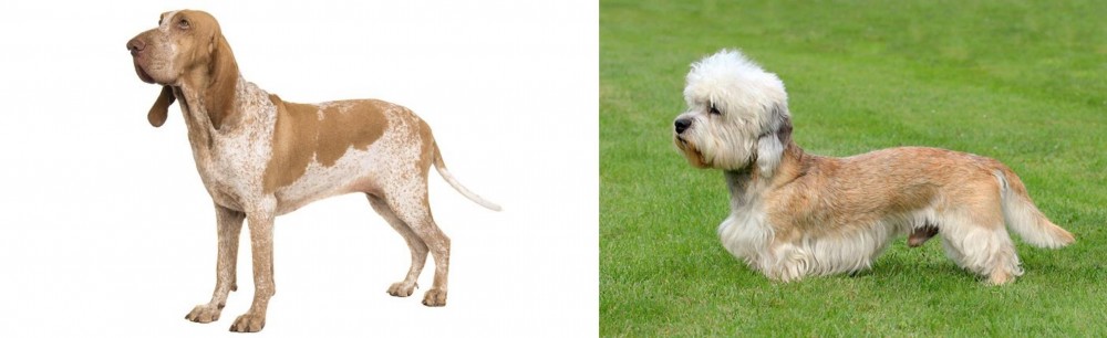 Dandie Dinmont Terrier vs Bracco Italiano - Breed Comparison