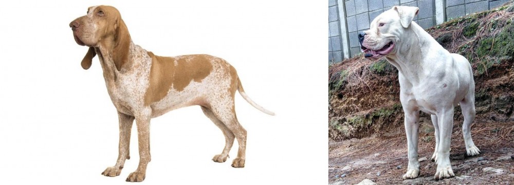 Dogo Guatemalteco vs Bracco Italiano - Breed Comparison