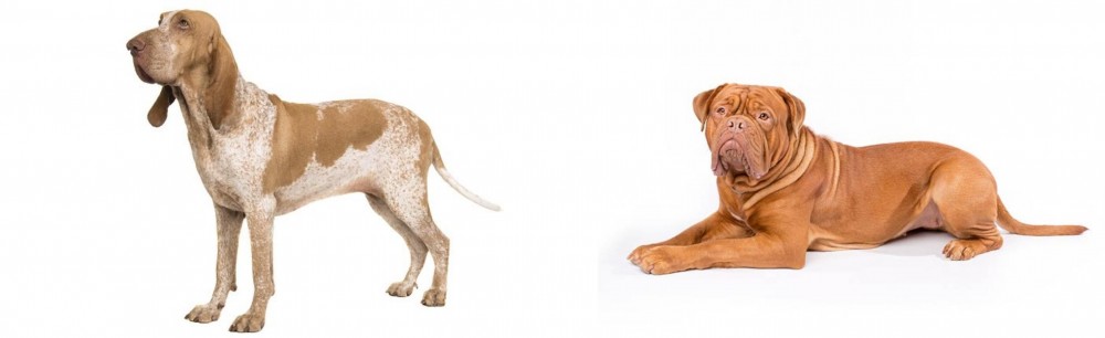 Dogue De Bordeaux vs Bracco Italiano - Breed Comparison