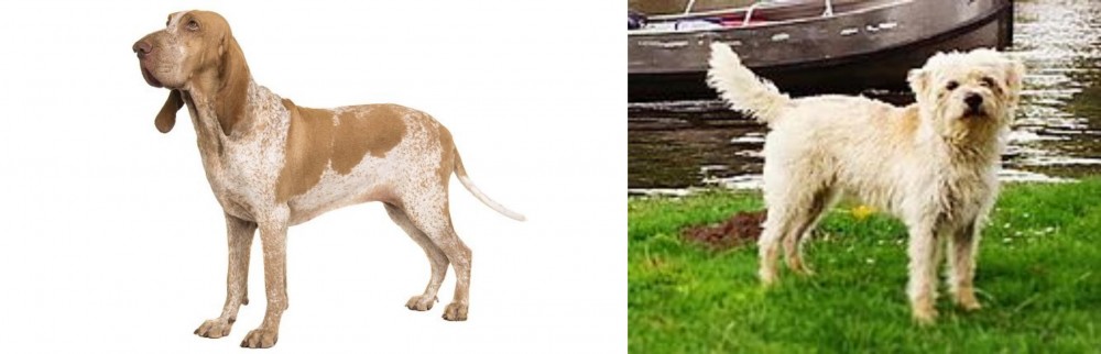 Dutch Smoushond vs Bracco Italiano - Breed Comparison
