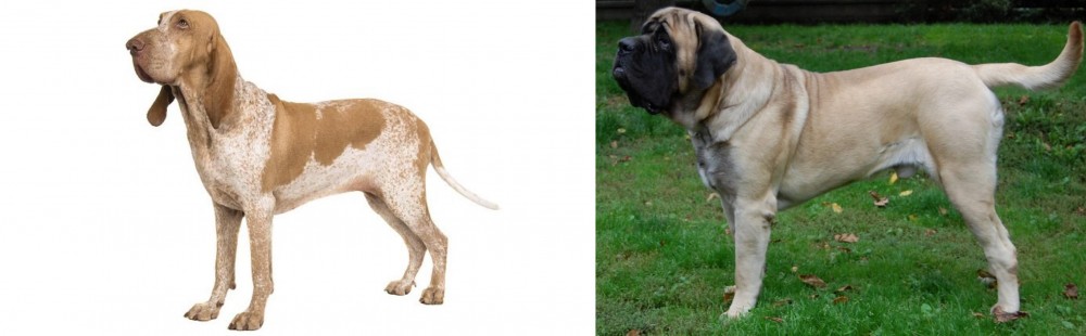 English Mastiff vs Bracco Italiano - Breed Comparison