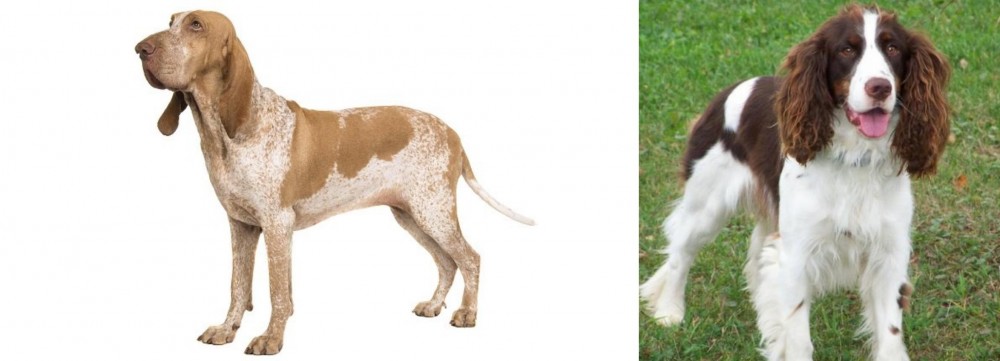 English Springer Spaniel vs Bracco Italiano - Breed Comparison