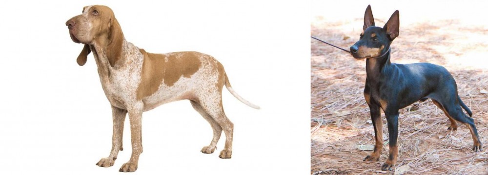 English Toy Terrier (Black & Tan) vs Bracco Italiano - Breed Comparison