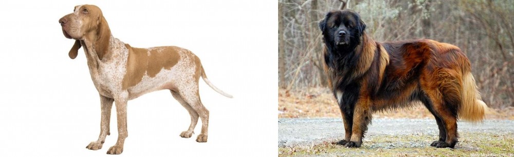 Estrela Mountain Dog vs Bracco Italiano - Breed Comparison