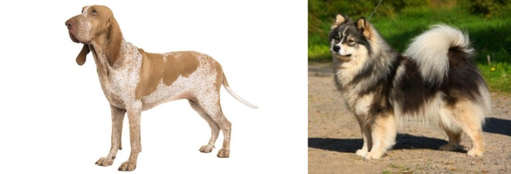 Finnish Lapphund vs Bracco Italiano - Breed Comparison