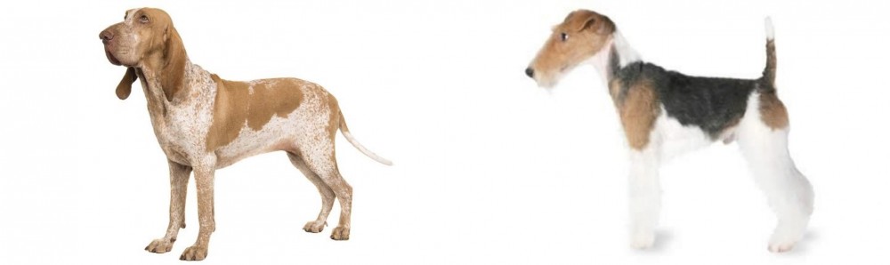 Fox Terrier vs Bracco Italiano - Breed Comparison