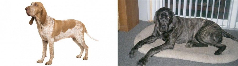 Giant Maso Mastiff vs Bracco Italiano - Breed Comparison