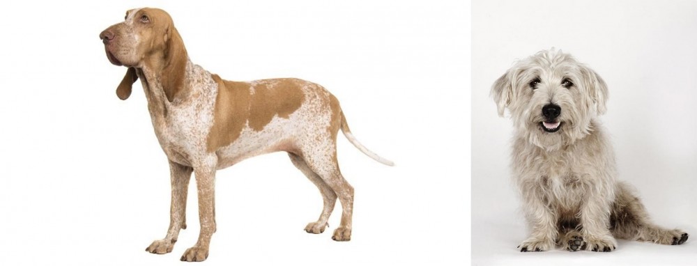 Glen of Imaal Terrier vs Bracco Italiano - Breed Comparison