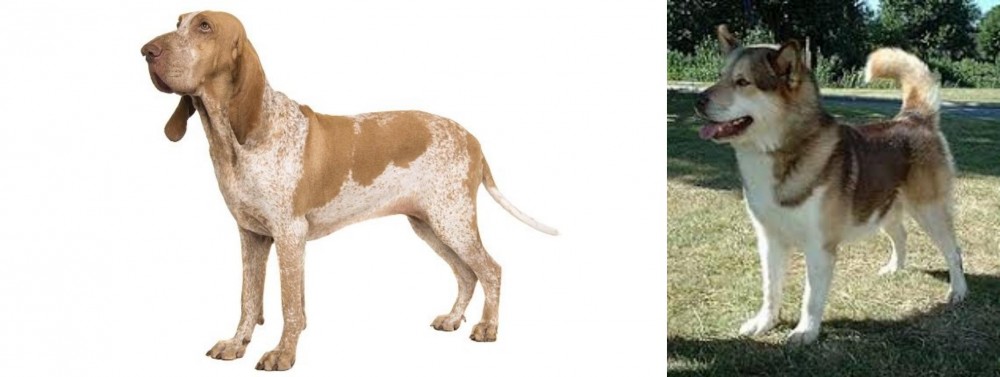 Greenland Dog vs Bracco Italiano - Breed Comparison