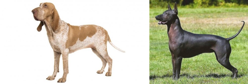 Hairless Khala vs Bracco Italiano - Breed Comparison
