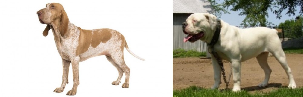 Hermes Bulldogge vs Bracco Italiano - Breed Comparison