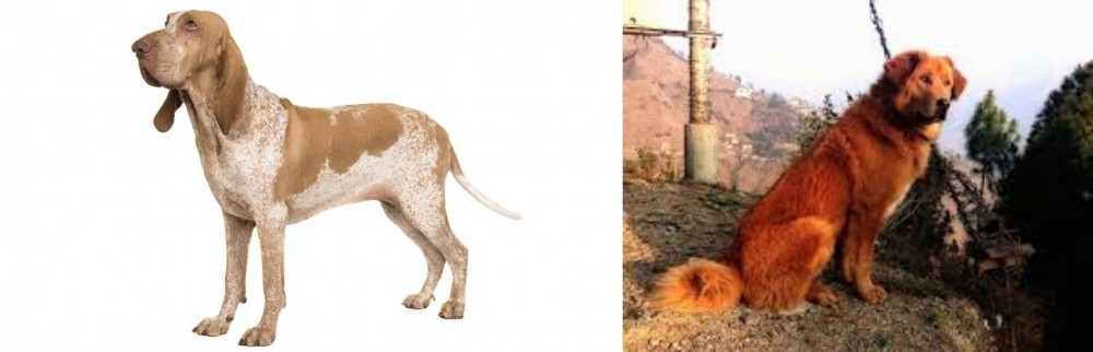 Himalayan Sheepdog vs Bracco Italiano - Breed Comparison