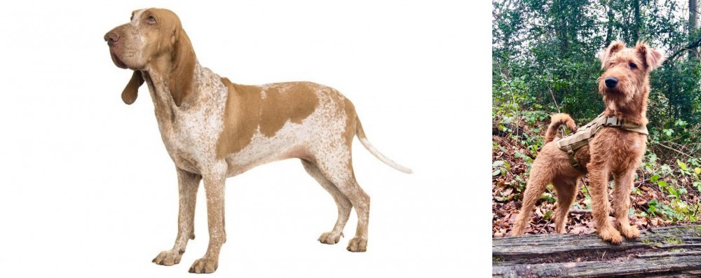 Irish Terrier vs Bracco Italiano - Breed Comparison