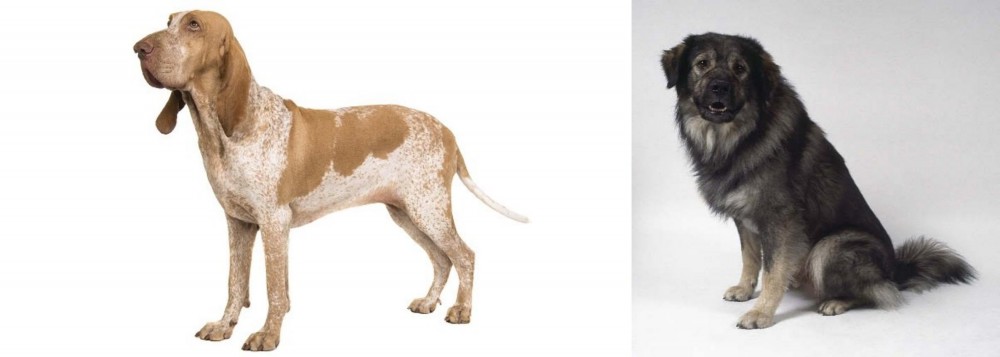 Istrian Sheepdog vs Bracco Italiano - Breed Comparison