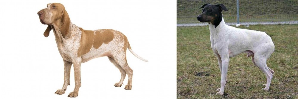 Japanese Terrier vs Bracco Italiano - Breed Comparison