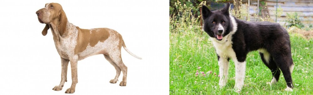 Karelian Bear Dog vs Bracco Italiano - Breed Comparison