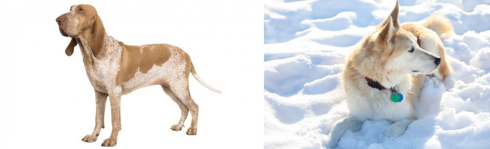 Labrador Husky vs Bracco Italiano - Breed Comparison