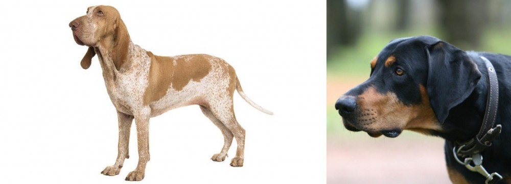 Lithuanian Hound vs Bracco Italiano - Breed Comparison