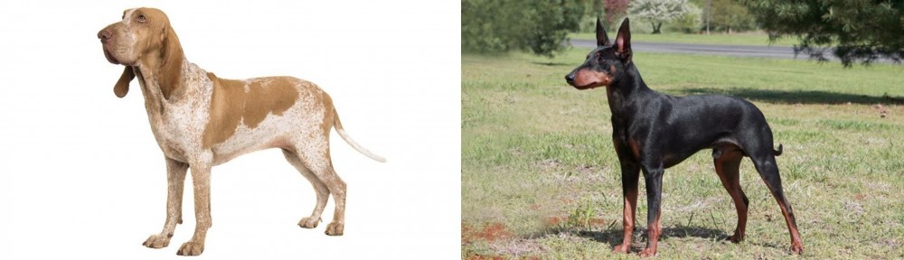 Manchester Terrier vs Bracco Italiano - Breed Comparison