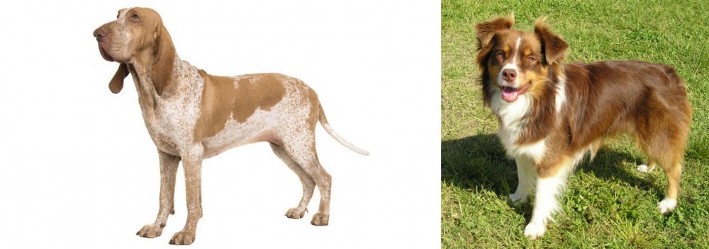 Miniature Australian Shepherd vs Bracco Italiano - Breed Comparison