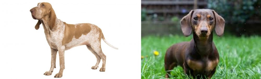 Miniature Dachshund vs Bracco Italiano - Breed Comparison