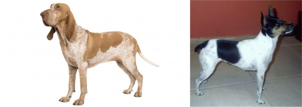 Miniature Fox Terrier vs Bracco Italiano - Breed Comparison