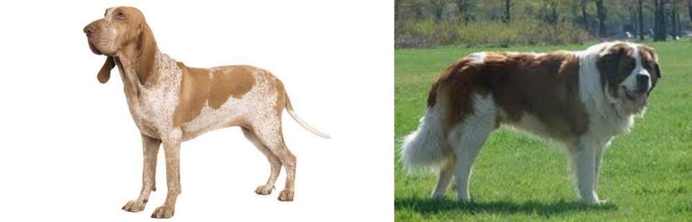 Moscow Watchdog vs Bracco Italiano - Breed Comparison