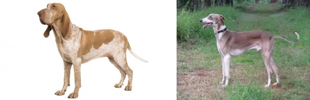 Mudhol Hound vs Bracco Italiano - Breed Comparison