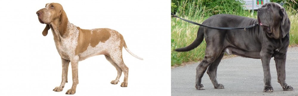 Neapolitan Mastiff vs Bracco Italiano - Breed Comparison
