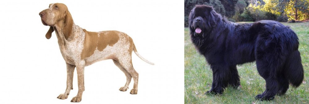 Newfoundland Dog vs Bracco Italiano - Breed Comparison